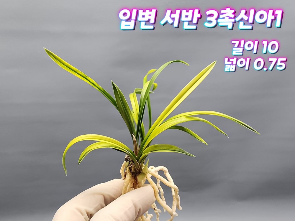 @@@  무명 단엽성 서반 @?