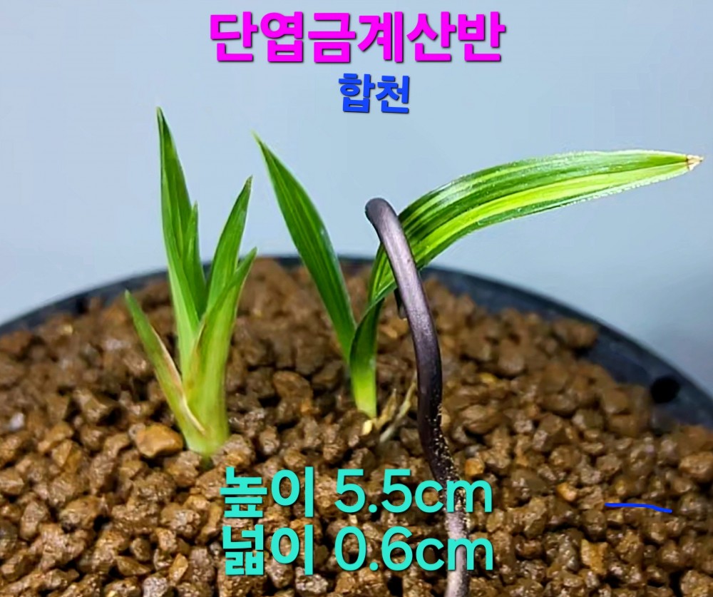벌튀한대물품종(특가)?