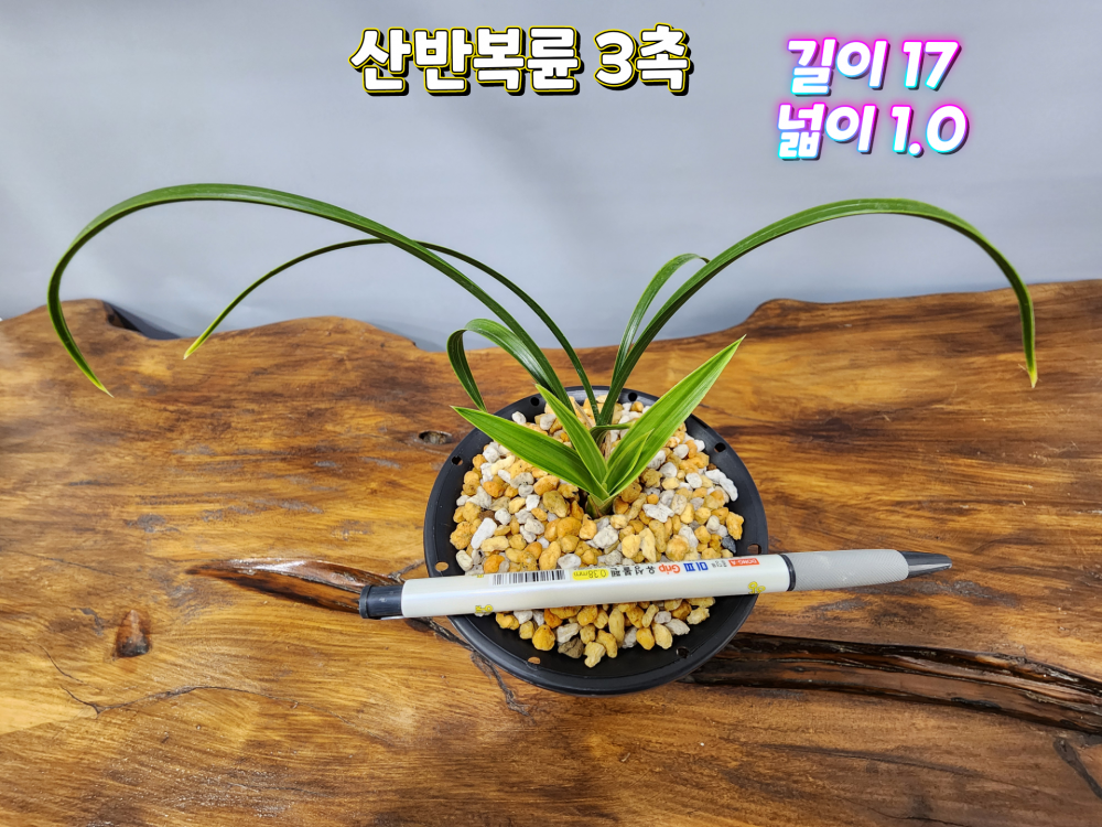 @@@ 입변 산반복륜 @@@