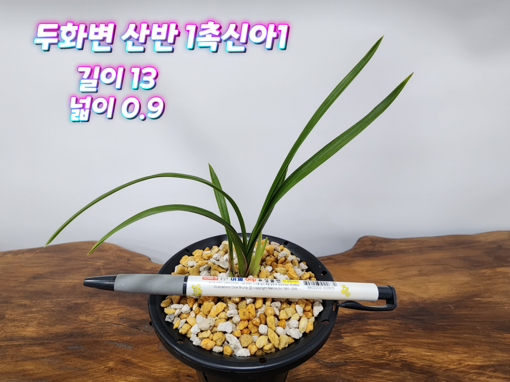 @@@ 두화변 @@@