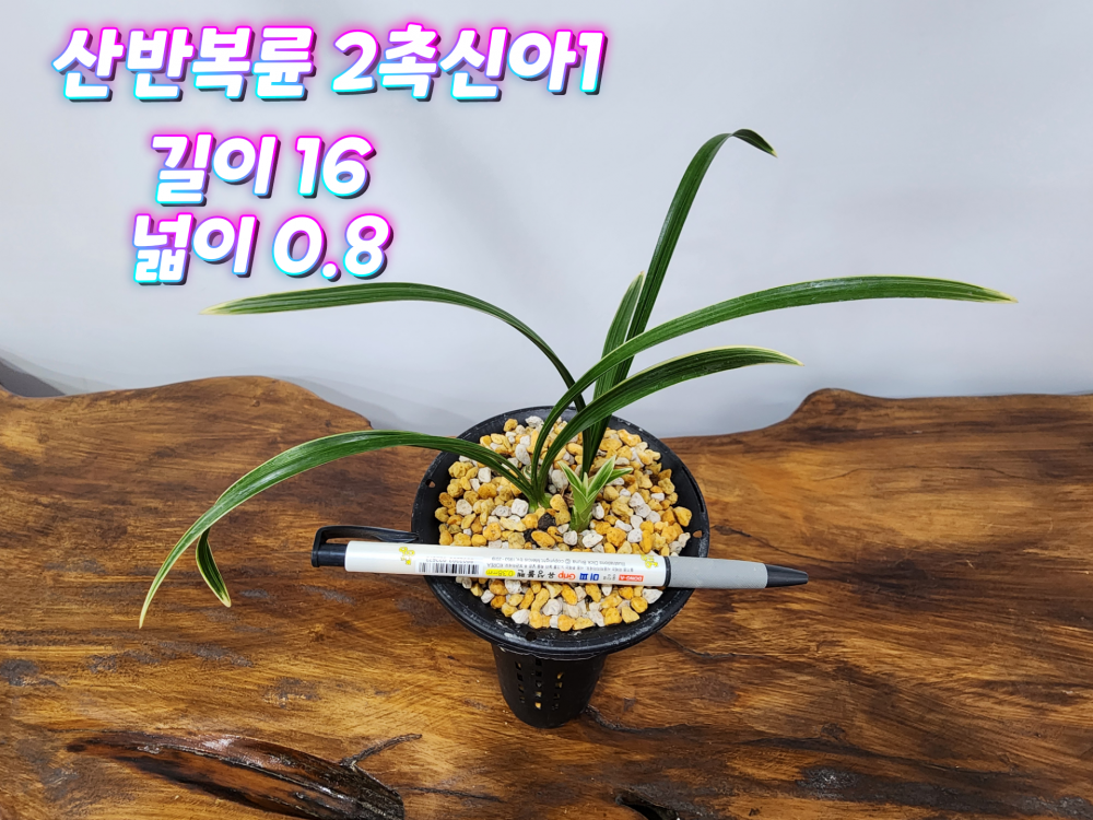 @@@ 입변 산반복륜 @@@