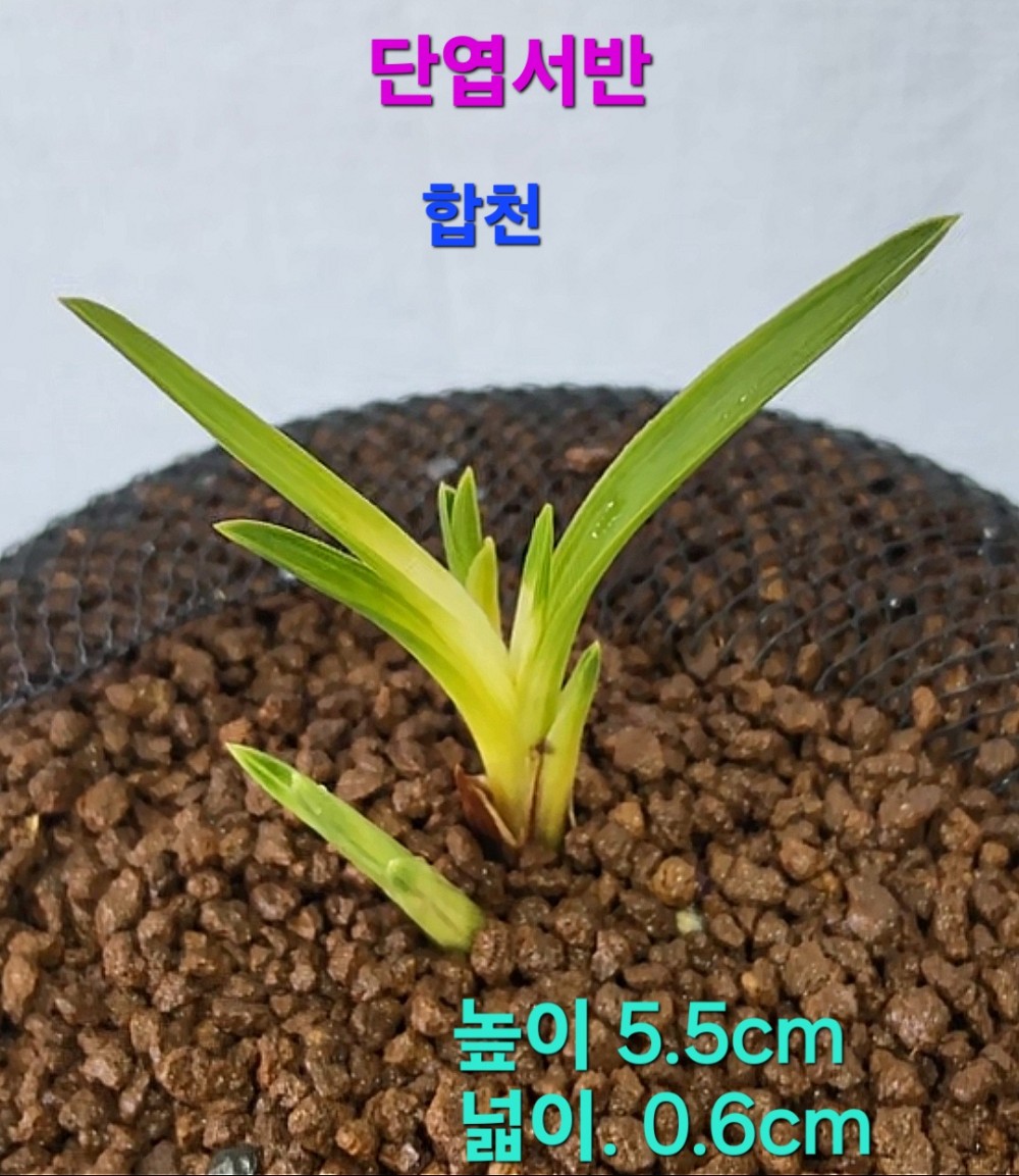 울트라급품종☆☆☆☆?