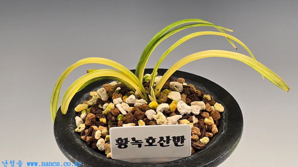 황녹호산반