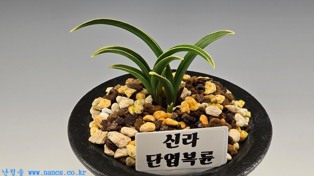 신라