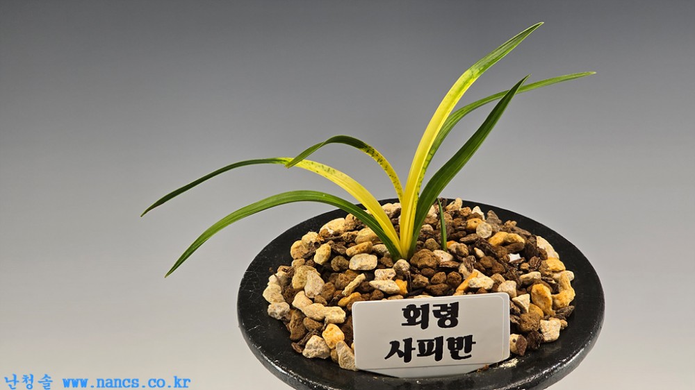 회령