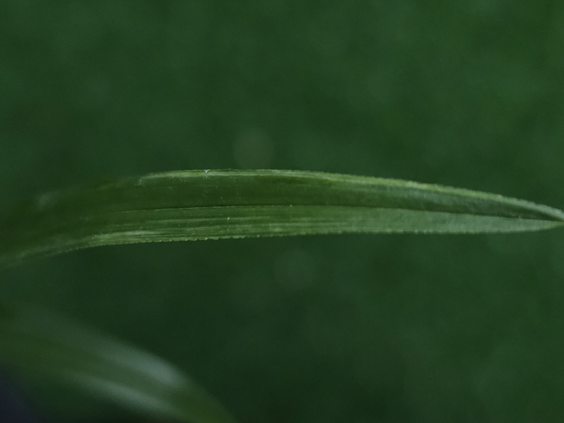1749156611_68420303053f7.jpg