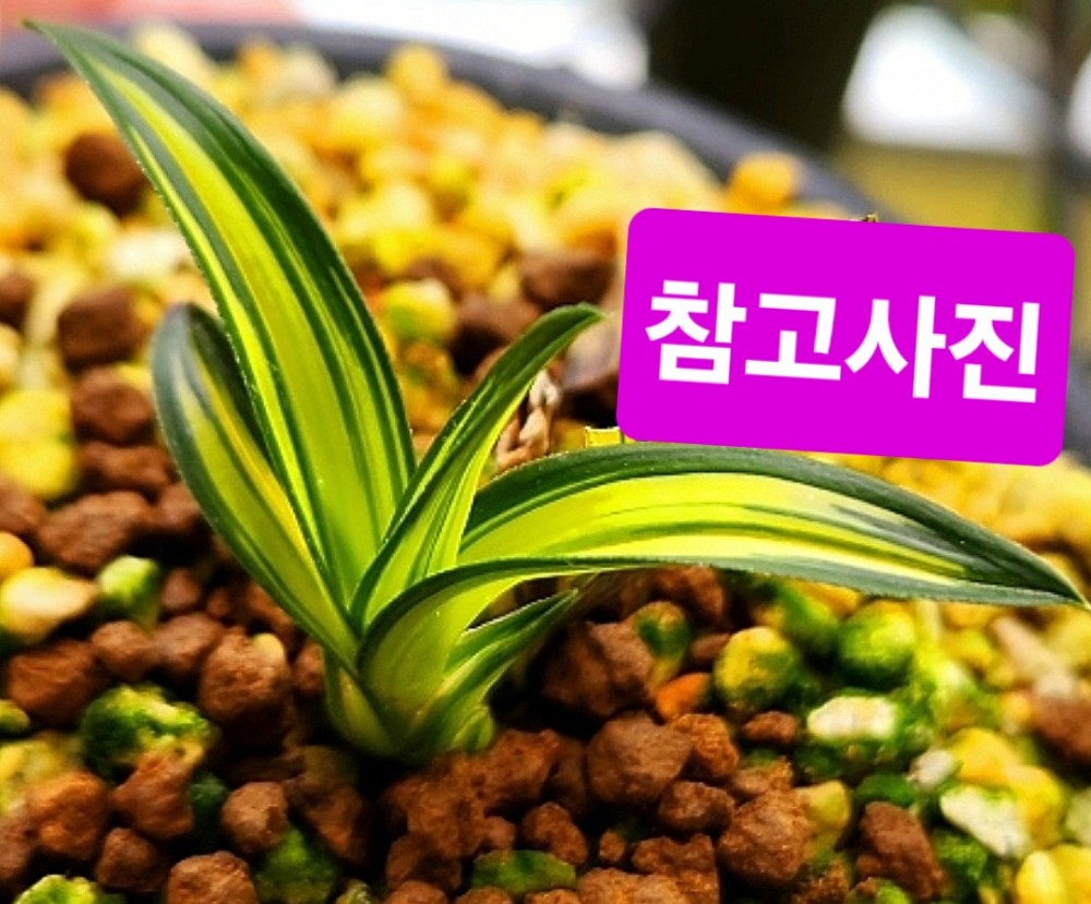 로또/대박품종☆☆☆?