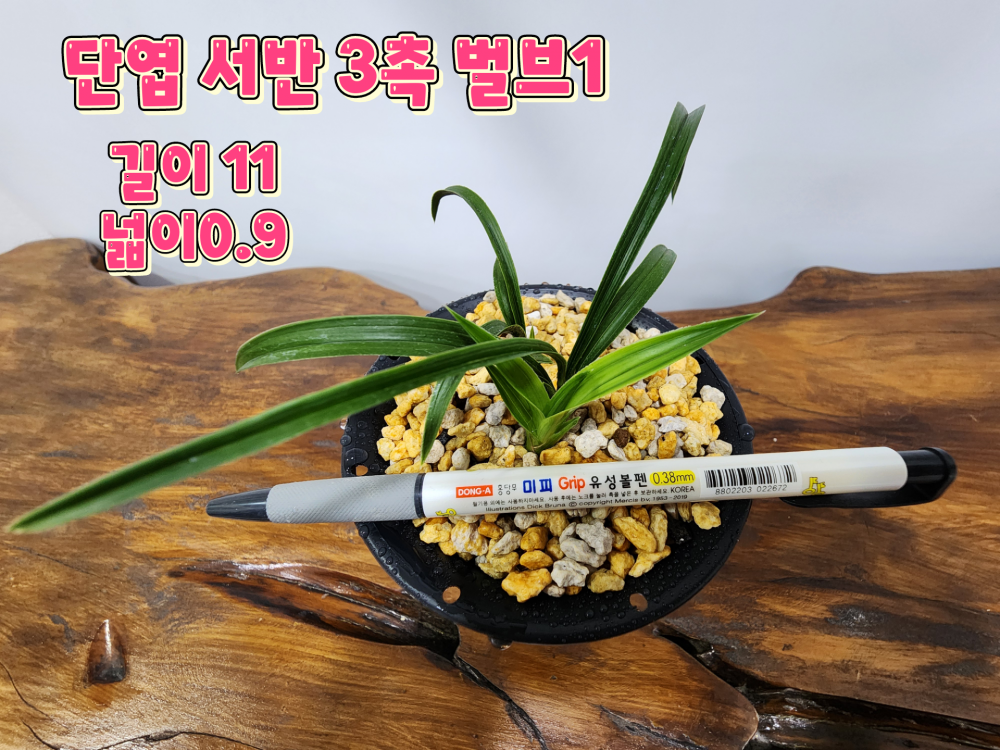 @@@ 무명 단엽서반 @@@