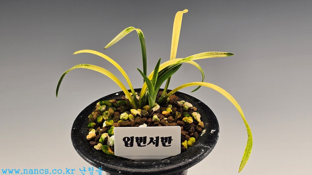 입변서반