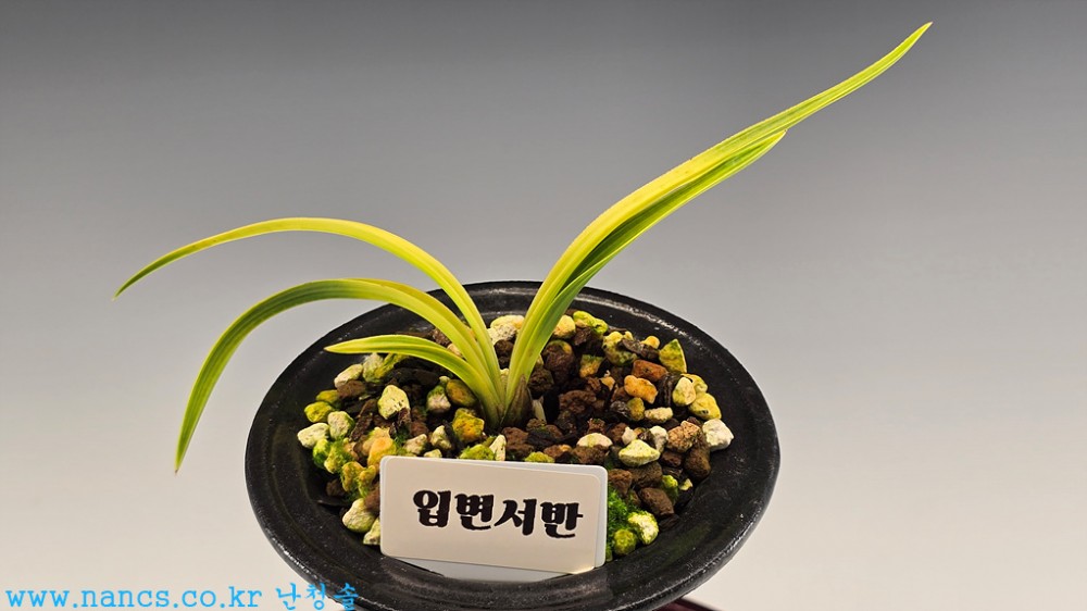 입변서반