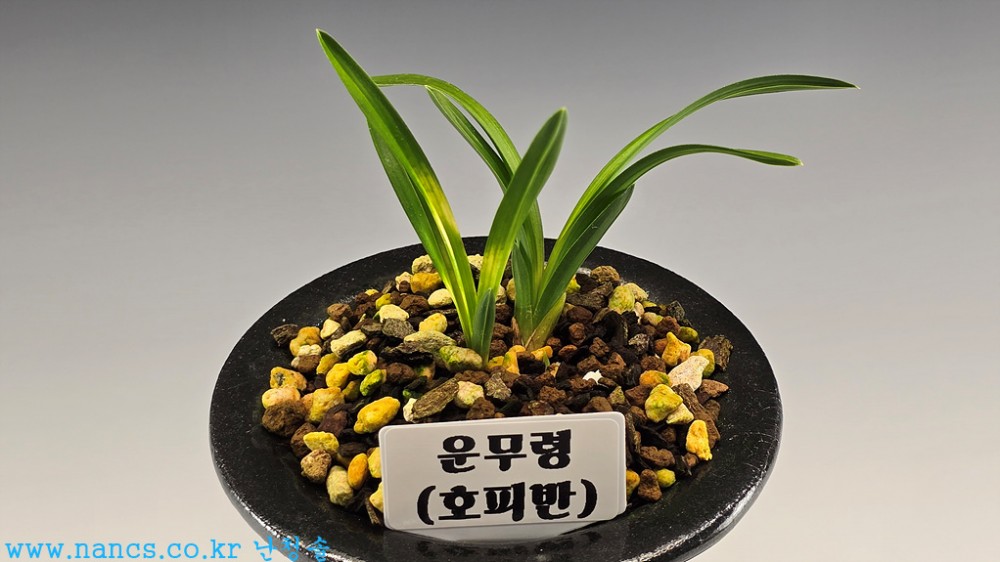 운무령