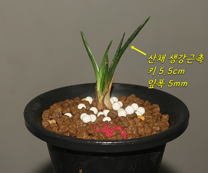 산채 특 단엽성 입변