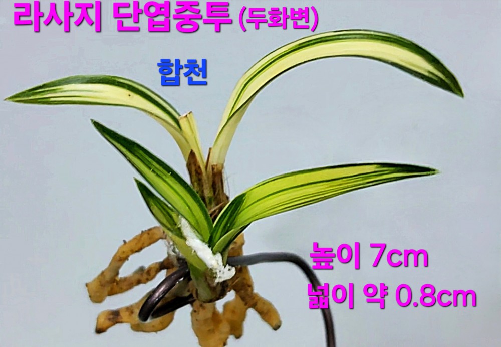 기사회생한 일생일란?