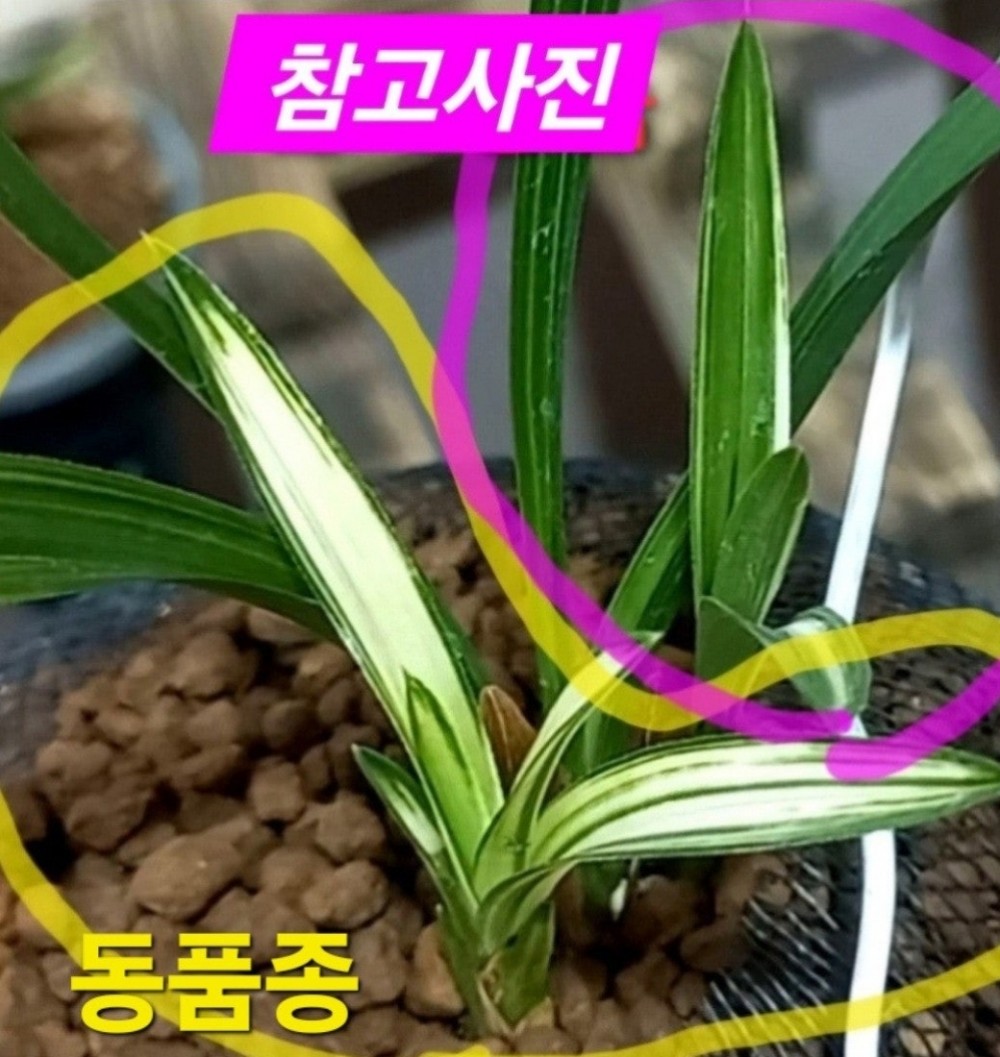 대박품종(특가)☆☆☆?