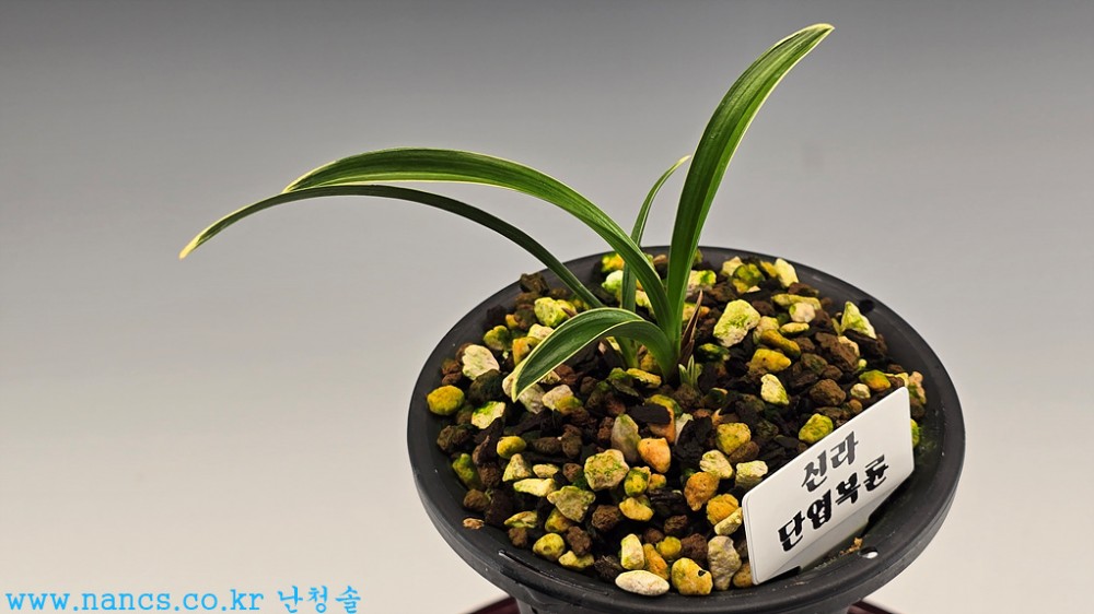 신라