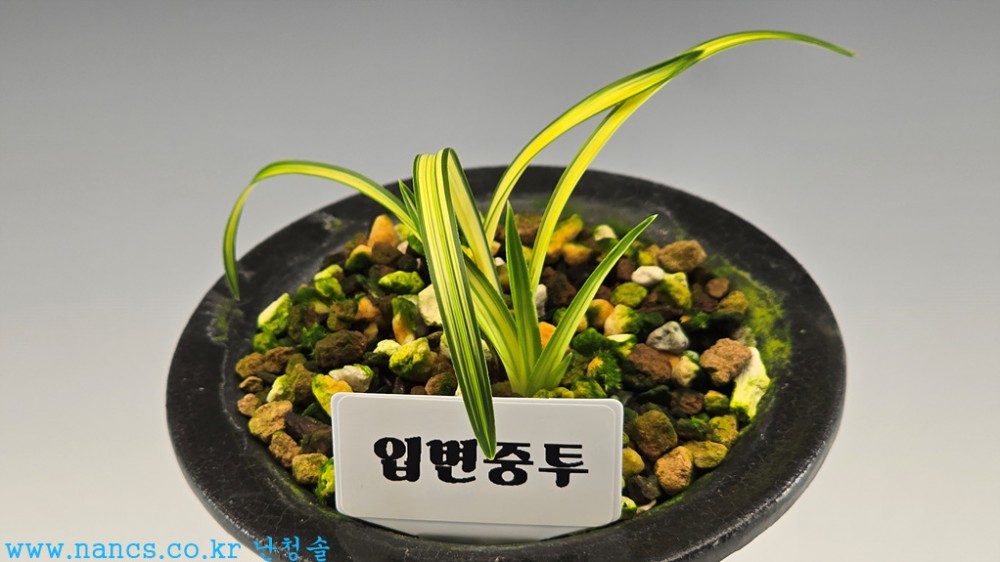 입변중투