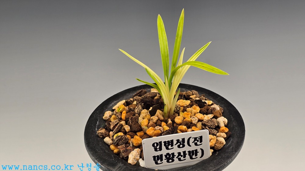 전면황산반