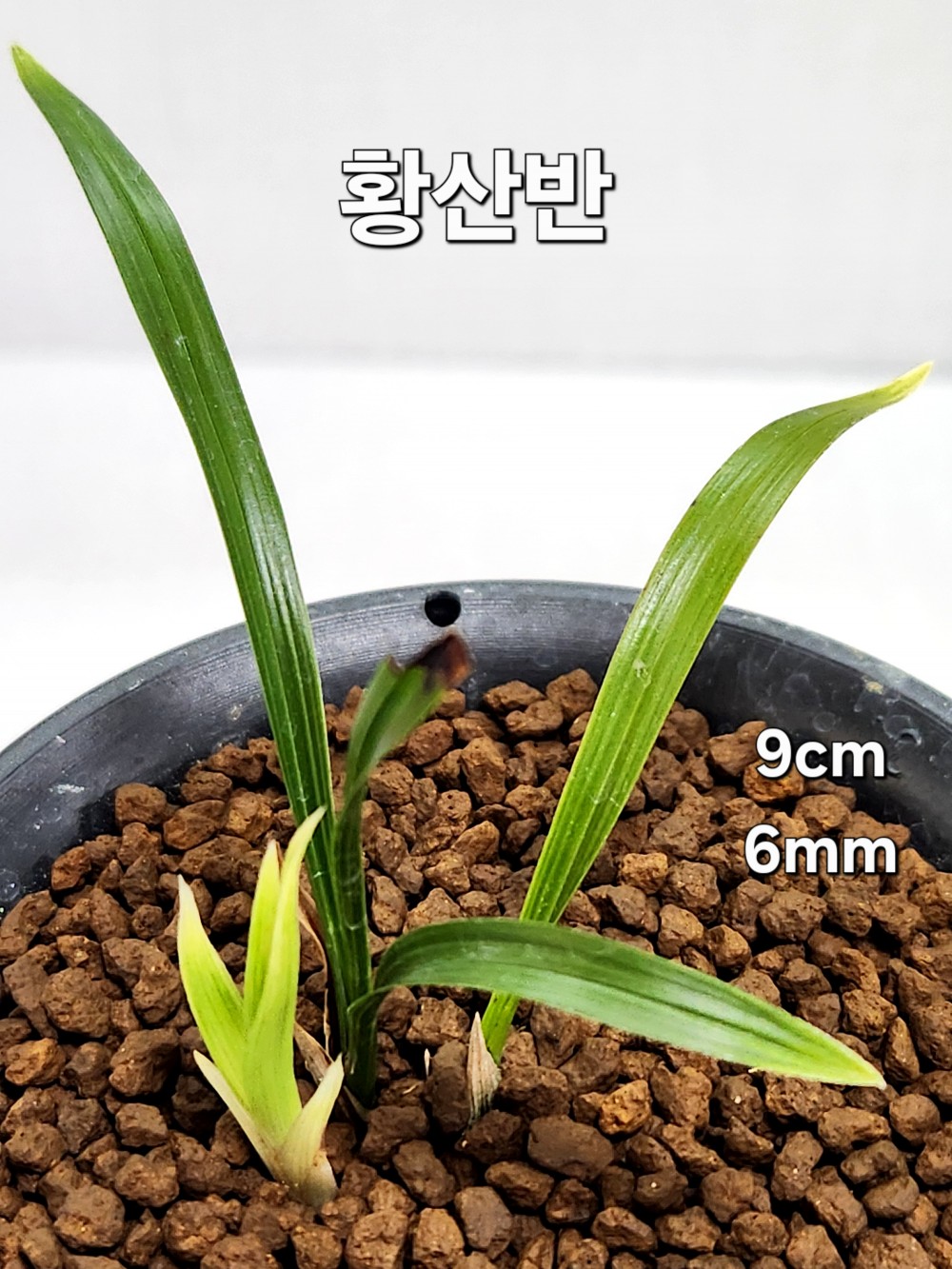 ☆ 황산반 ☆