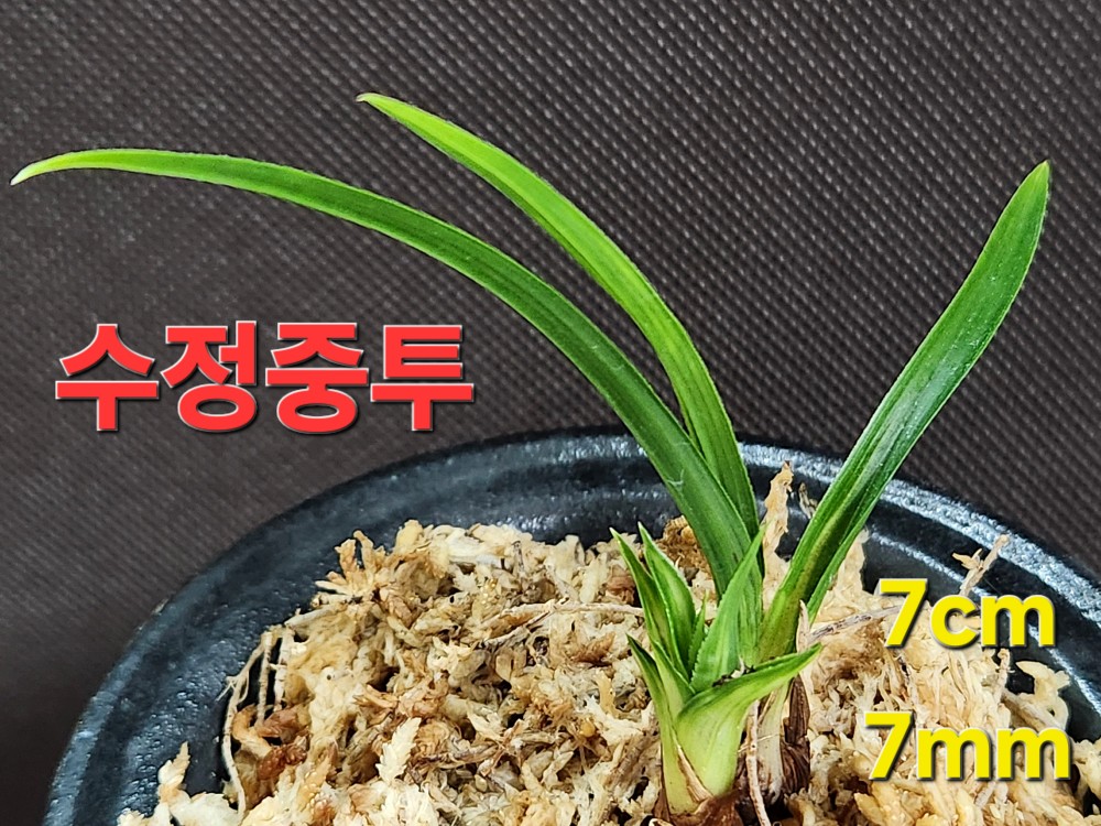 ♤ 귀여운  수정중투 ?