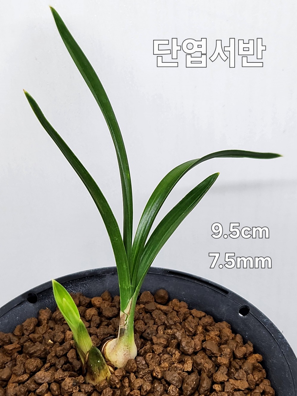 ☆ 단엽서반 ☆