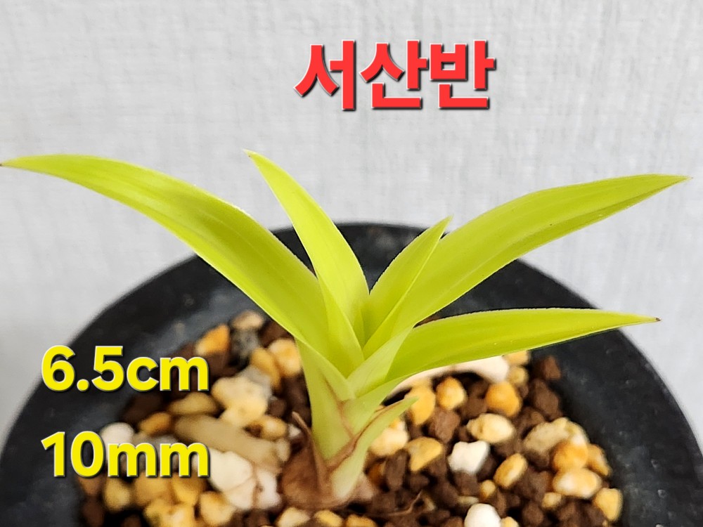 ♧ 서산반 ♧