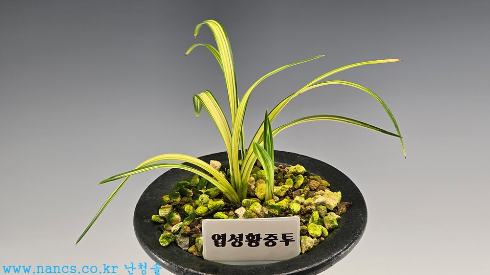 엽성중투