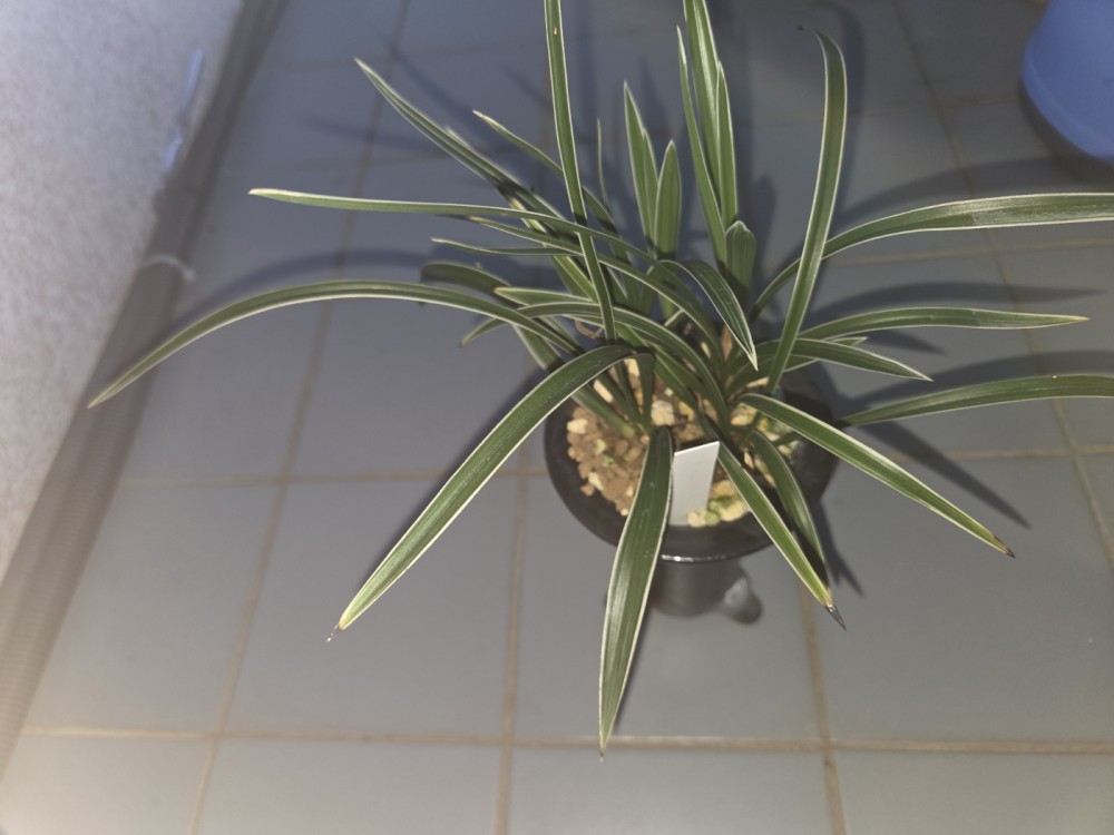 백복륜