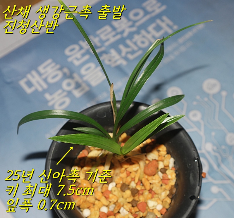 깔금한 진청입변산반 ?