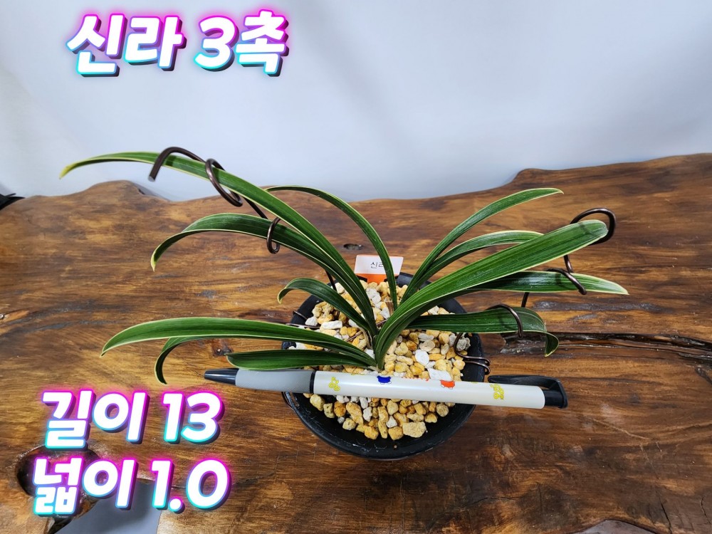 @@@ 종자목 하세요  @@@