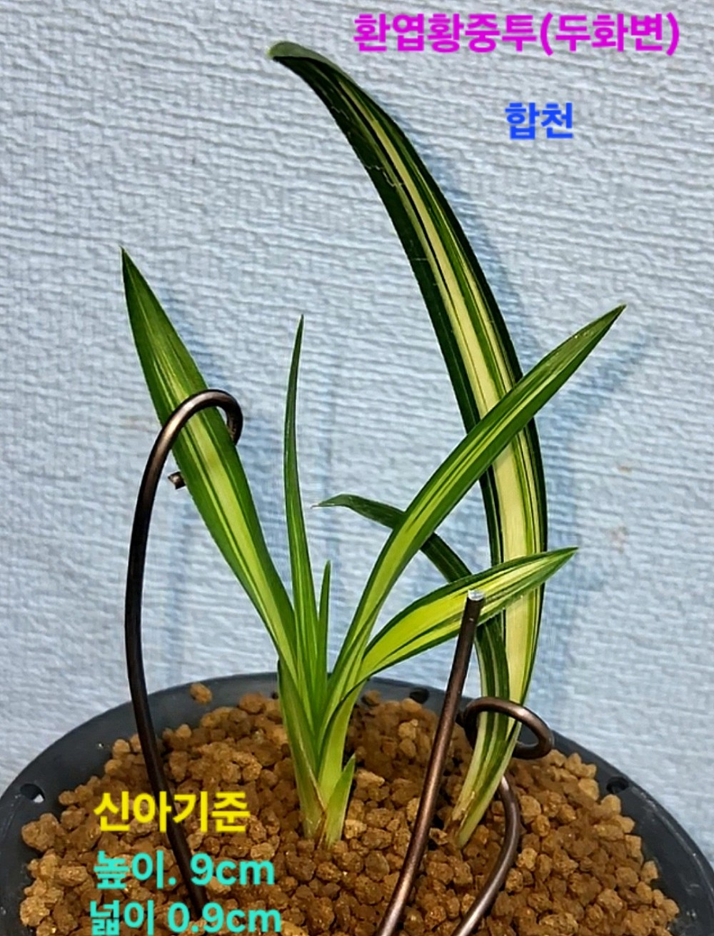 황색으로고정되는대물?