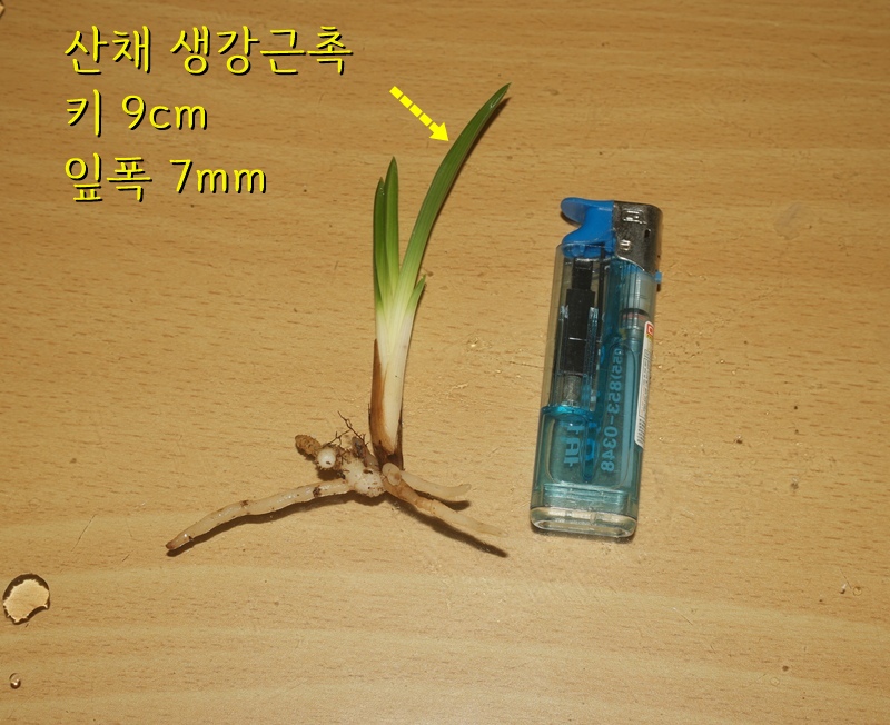 하동 산채 입변2