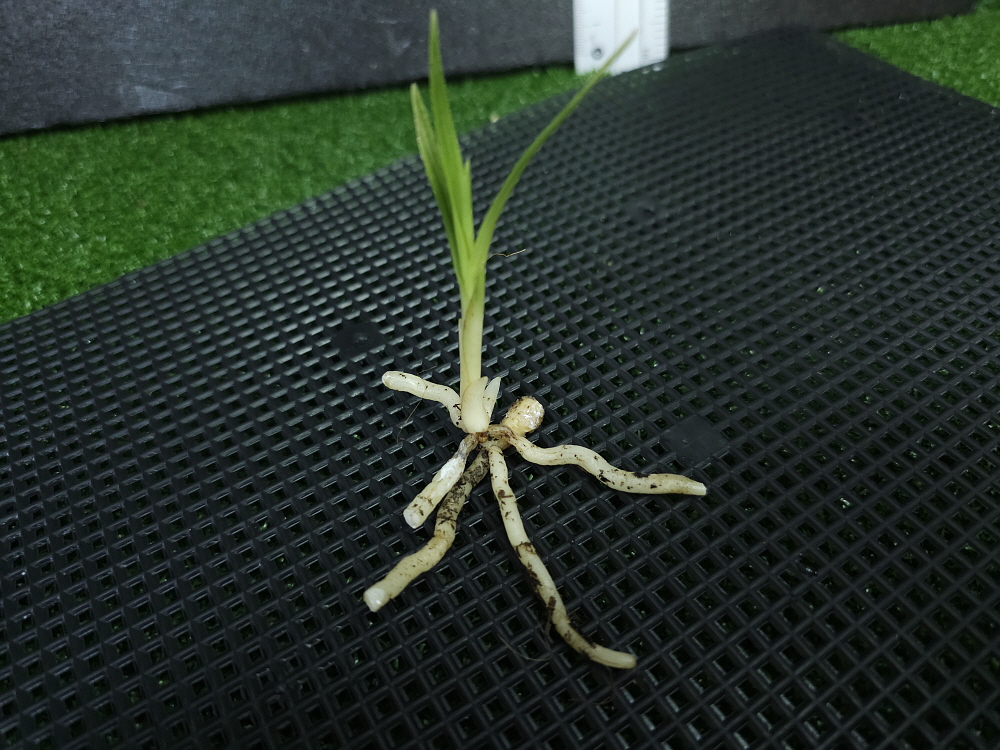 대목산 산채 산반종자