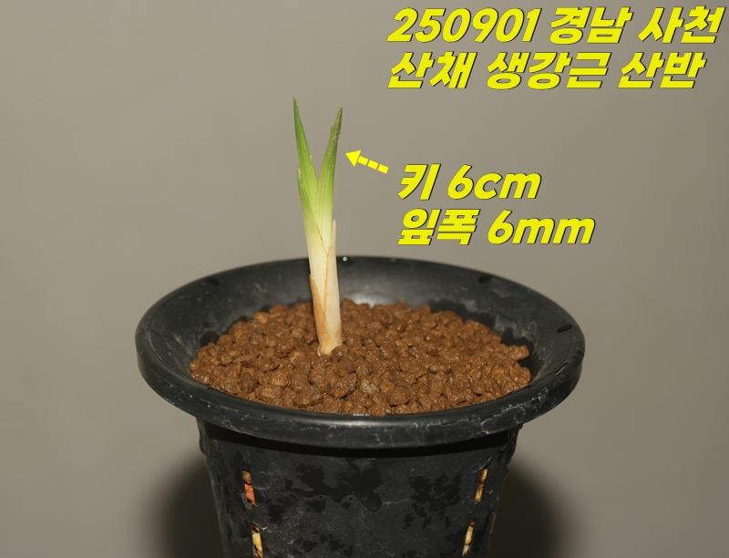 오늘산채 입변산반