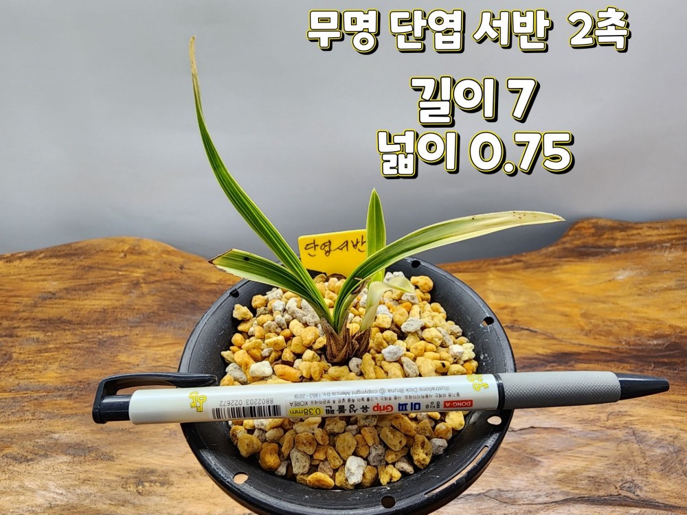 @@@ 종자목 하세요  @@@