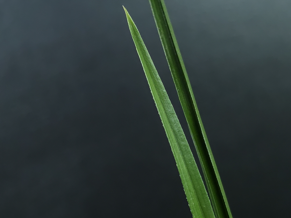 1757146355_68bbecf340358.jpg