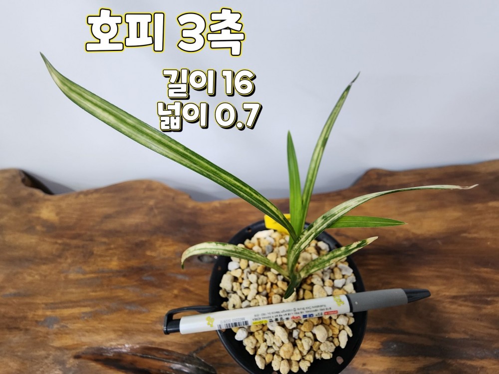 @@@ 종자목 하세요  @@@