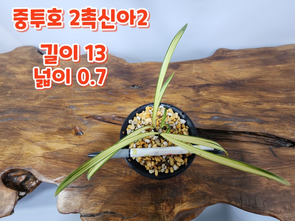 @@@ 종자목 하세요  @@@