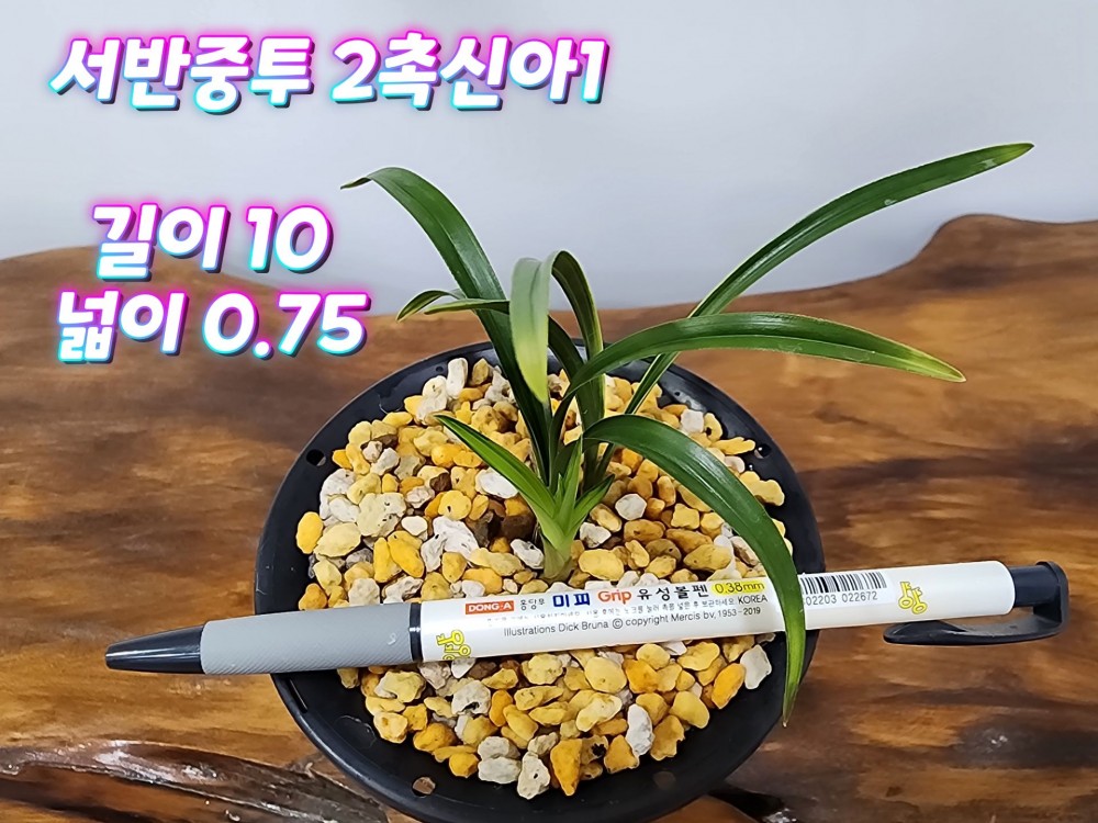 @@@ 종자목 하세요  @@@