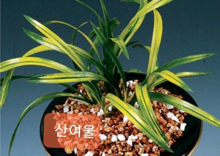 @@@ 종자목 하세요  @@@
