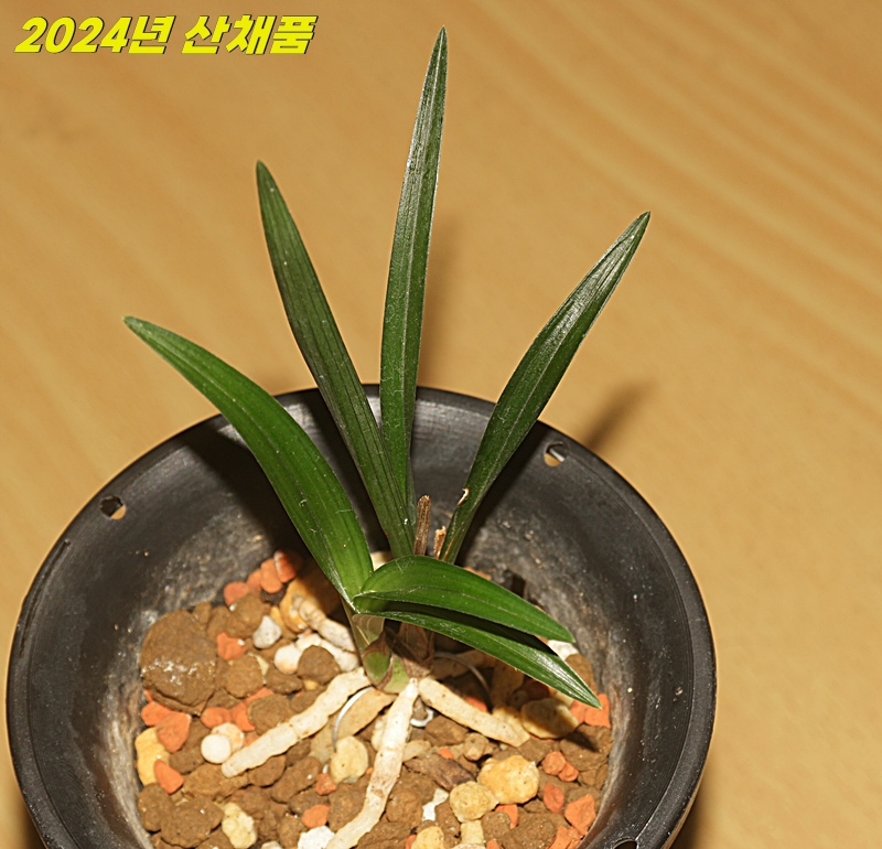 작년산채 특급입변