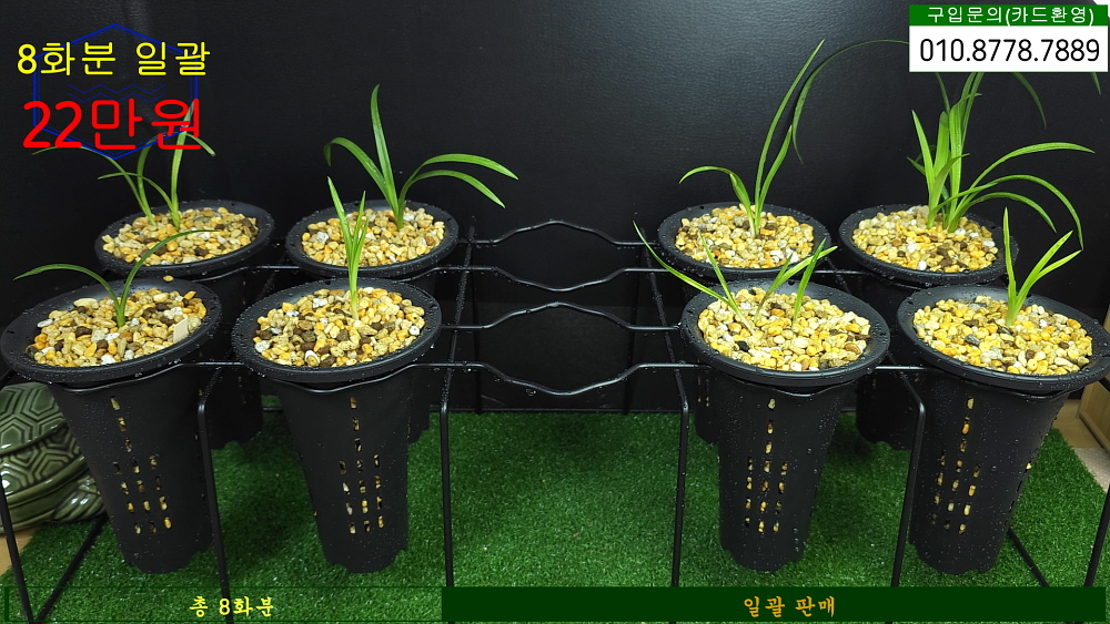 8화분 일괄 판매