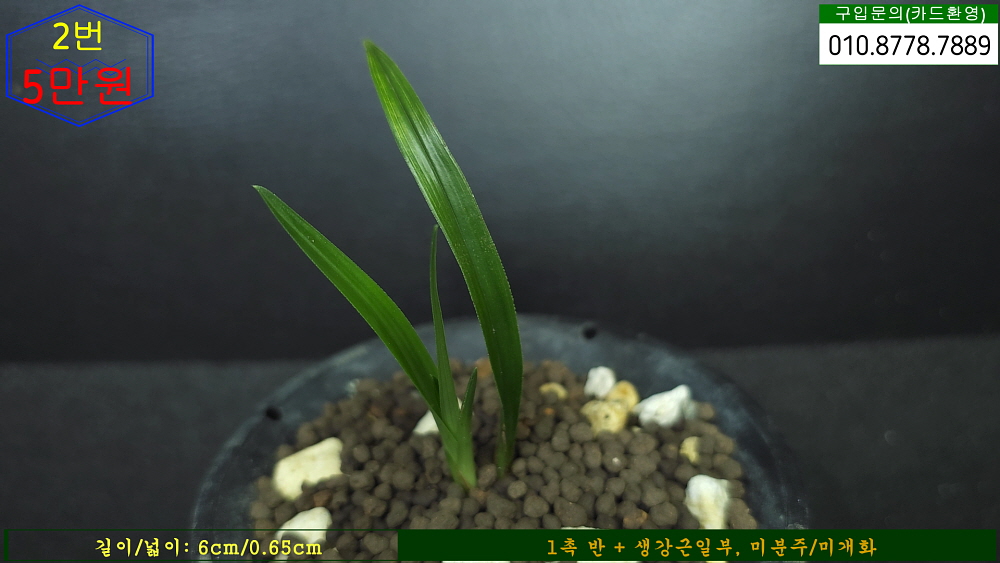 합천산 반성종자