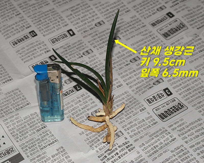 무광 진청 잔라사지 입?