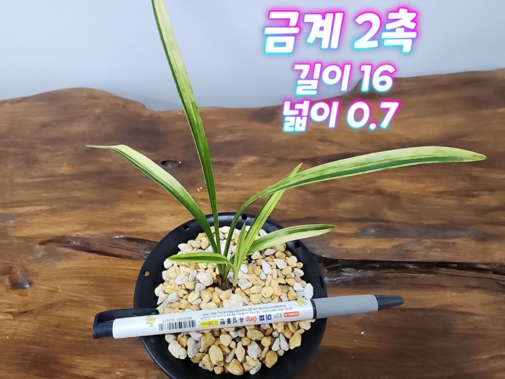@@@ 종자목 하세요  @@@