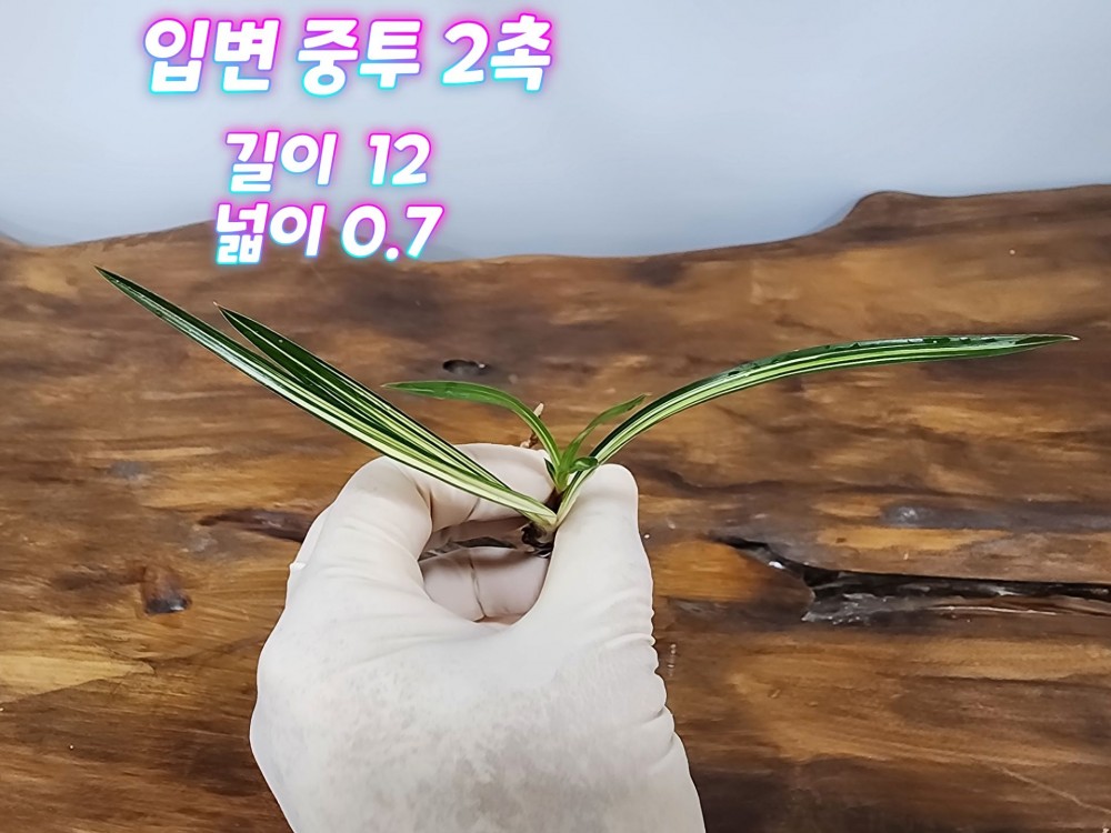 @@@ 종자목 하세요  @@@
