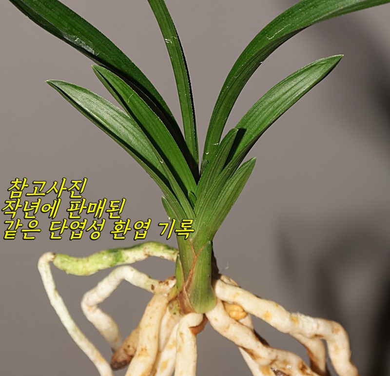 잘생긴 남해 단엽성 환?