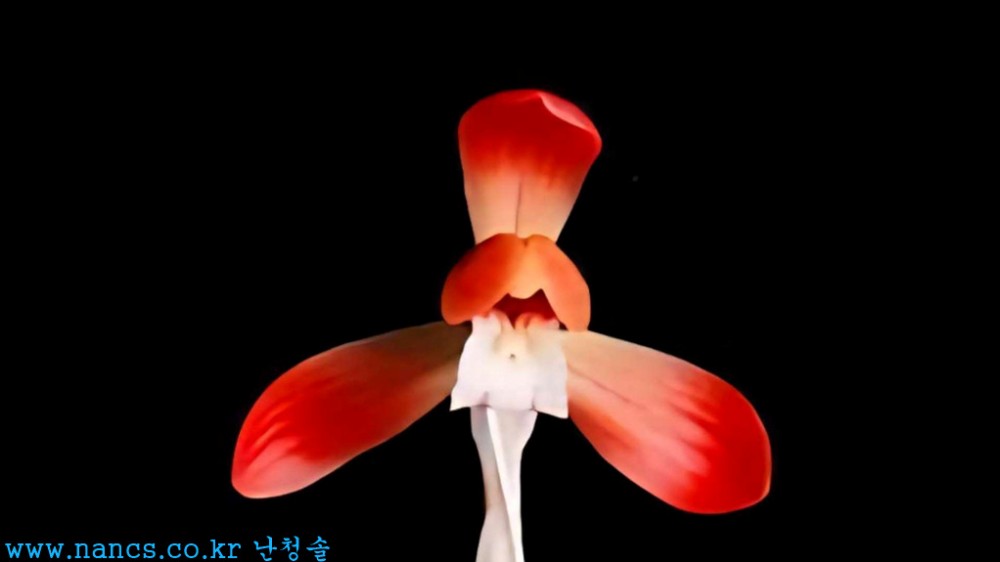 삼홍(꽃1경)