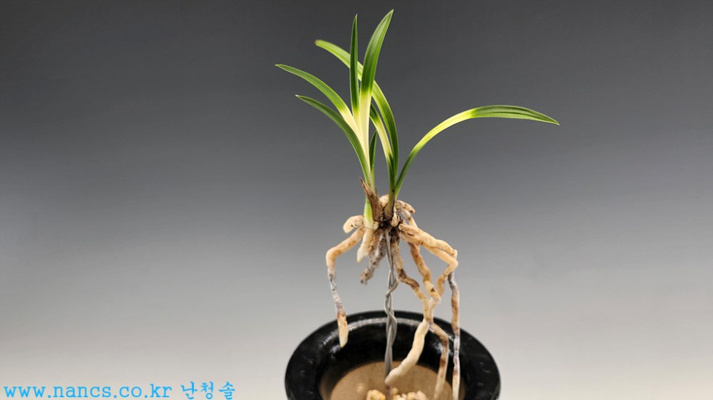 백록