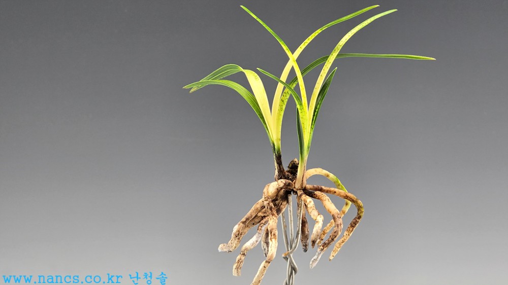회령