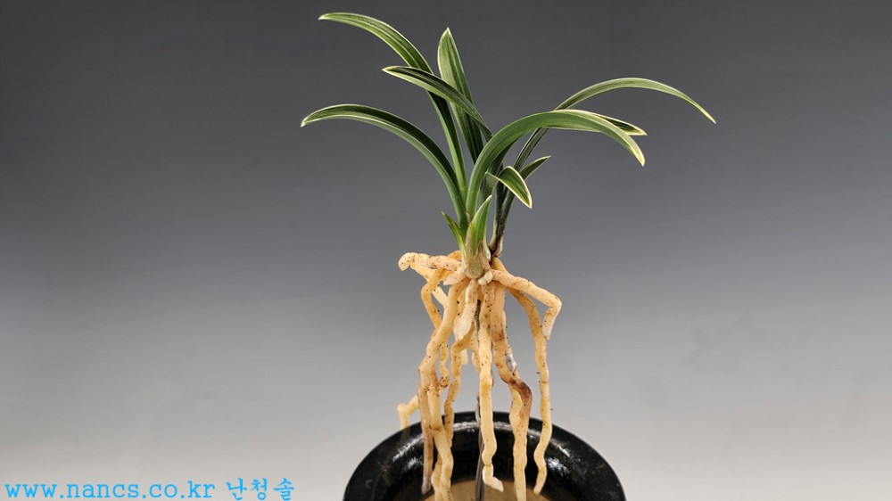 신라